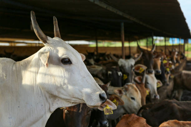 american cow breed origin