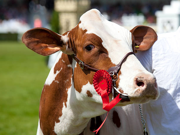 how to identify ayrshire cow