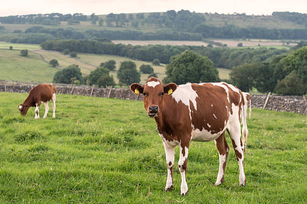 ayrshire cow breed origins