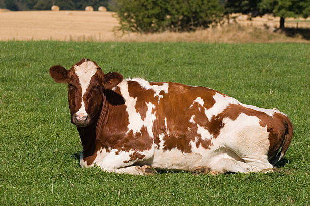 ayrshire cow specialties
