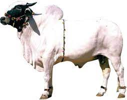 how to identify deoni cow