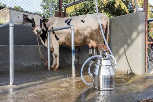 cow milking machine