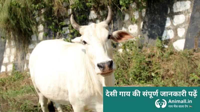 Desi Cow Image