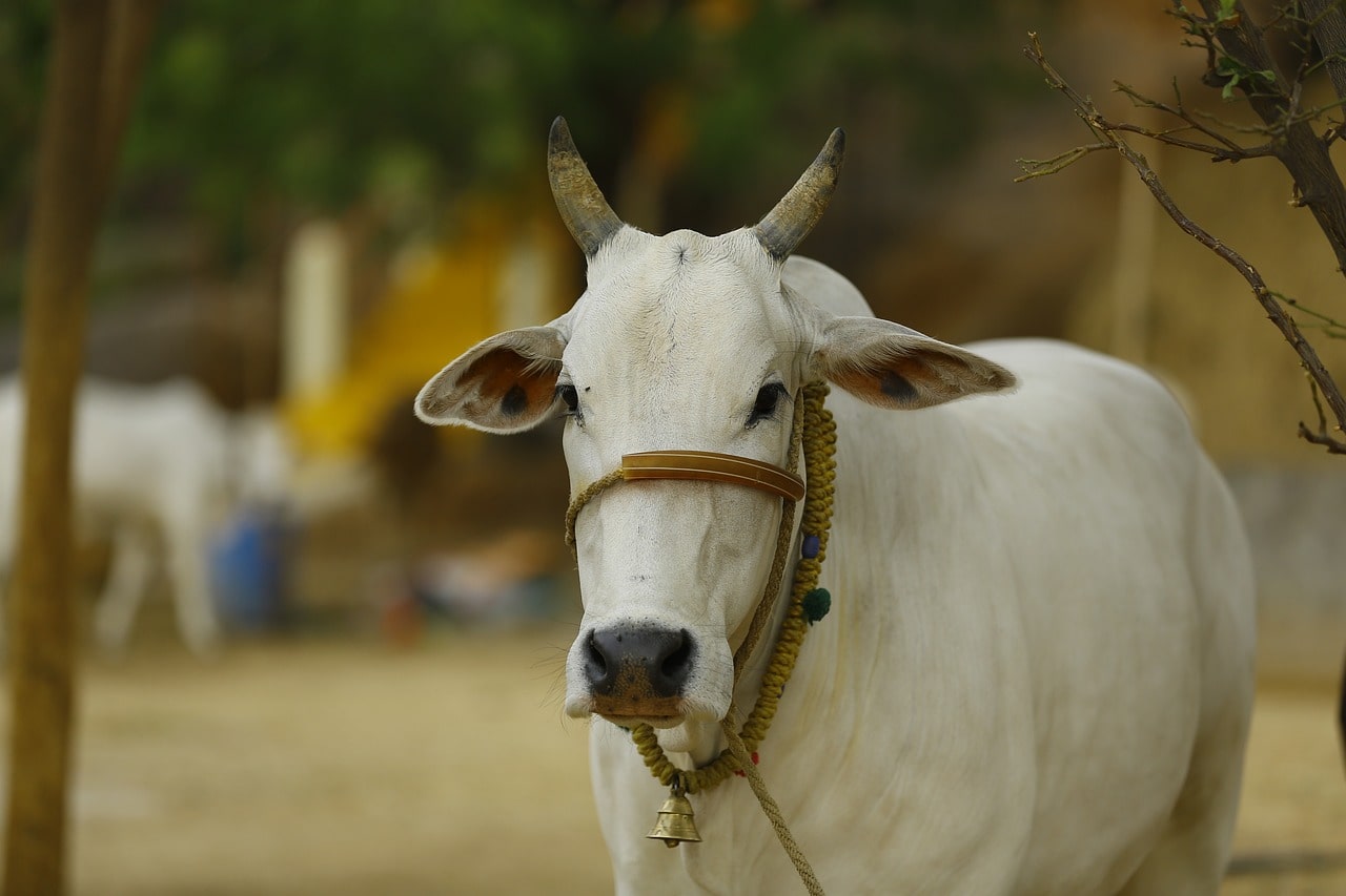 गौ माता के मुख को क्यों नहीं पूजा जाता