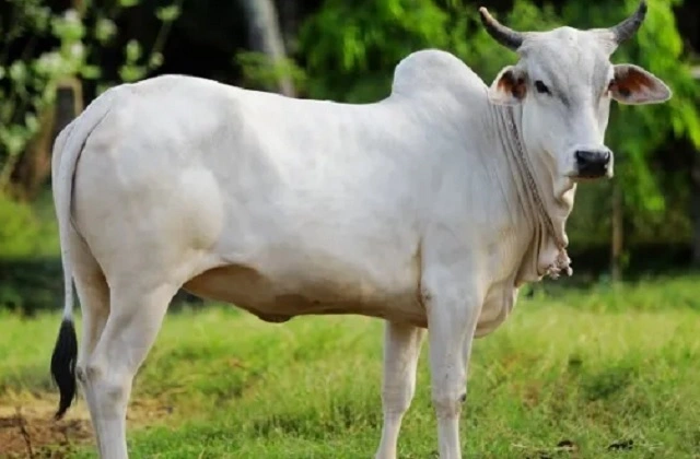 buying and selling desi cow