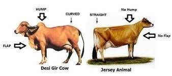 Desi cow and Videsi Cow comparison