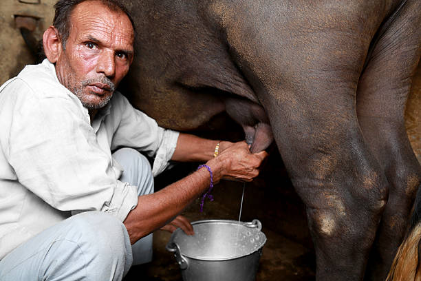nagpuri bhains milk