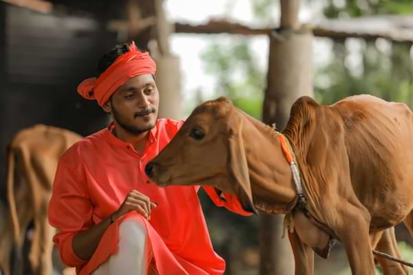 how to raise laal sindhi cross cows