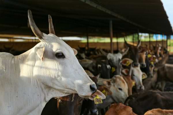how to identify malvi cow