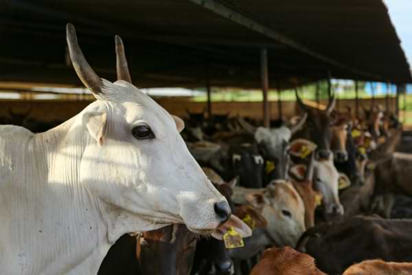 how to identify gujarati cow