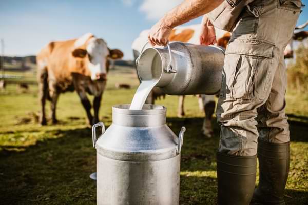ayrshire cow milk specialties