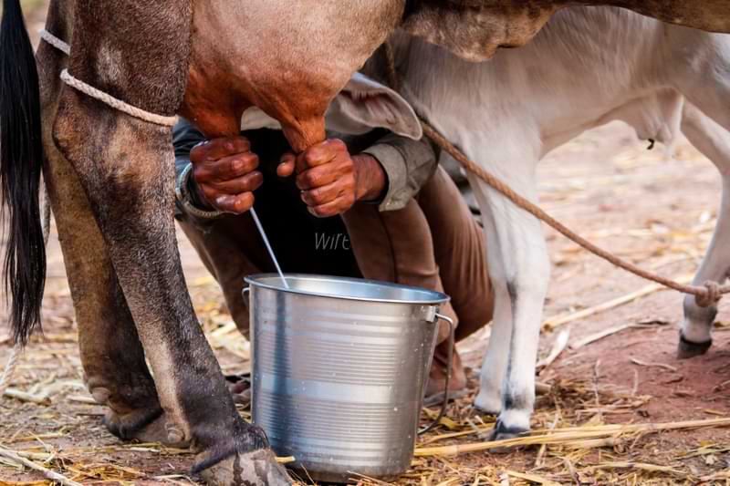 tharparkar cow milk quantity