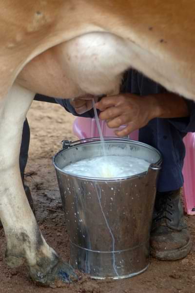 laal sindhi cross cow specialties