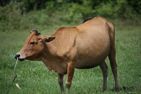 gir cow grazing