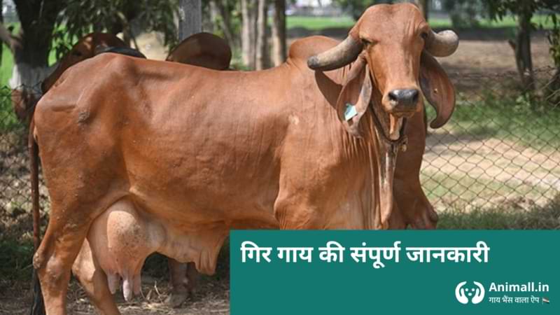 Gir Cow image