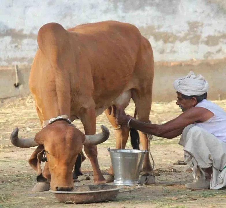 benefit of gir cow milk