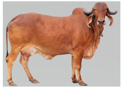 buying and selling gir cow