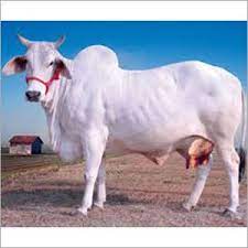 haryanvi cow