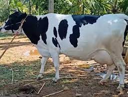 hf cow