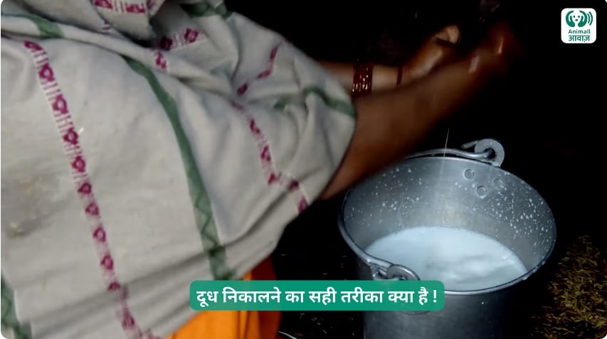 How to Milk Pashu