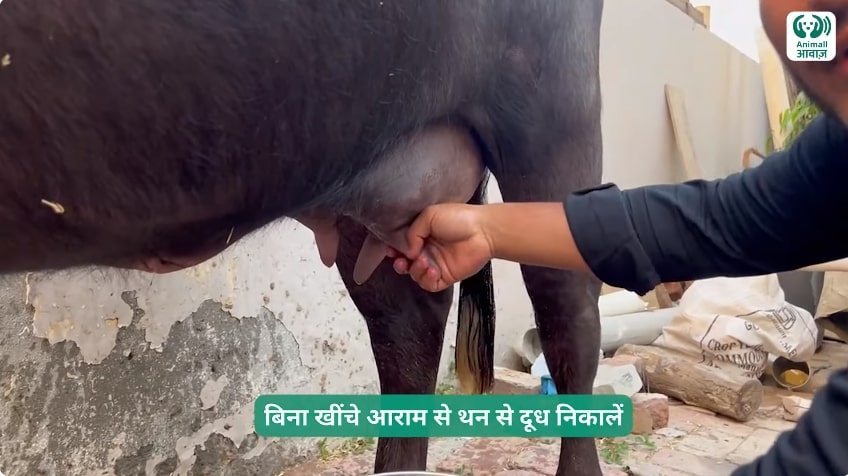 How to Milk Pashu