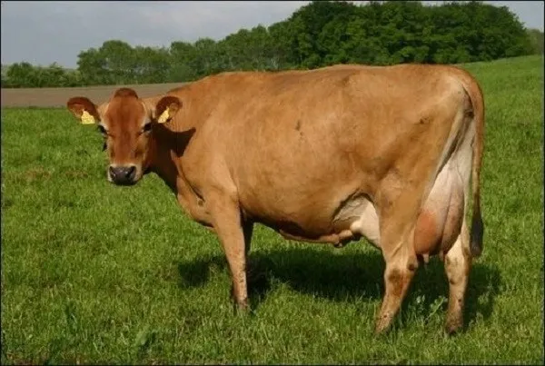 buying and selling jersey cow