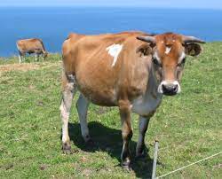 जर्सी गाय का फोटो