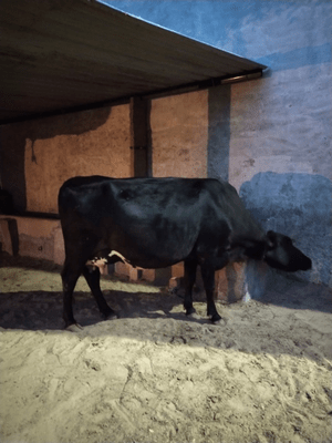 how to raise jersey cross cows