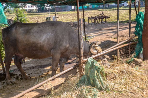 how to raise kundi buffalo