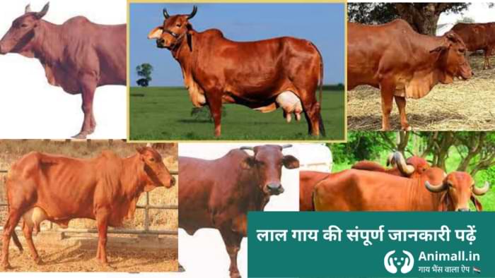 laal sindhi cross cow