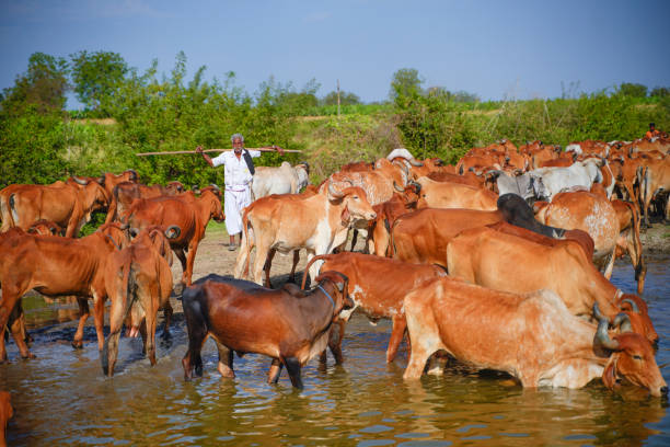 how to identify red dane cow