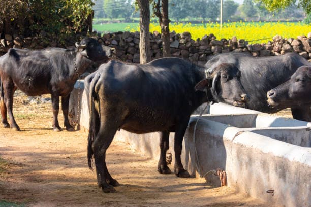 how to identify mehsana bhains