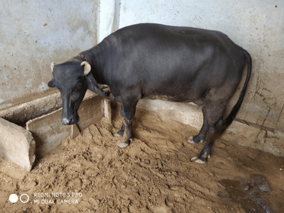 identity of murrah buffalo