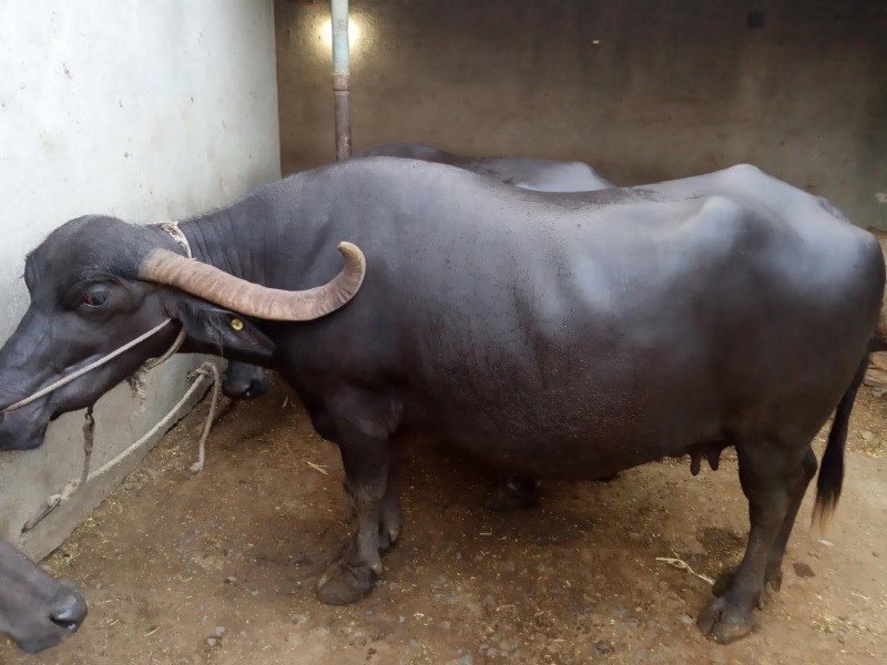 identity of nagpuri buffalo