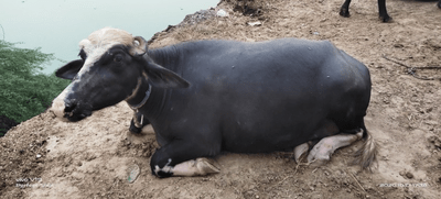 how to raise pandharpuri buffalo