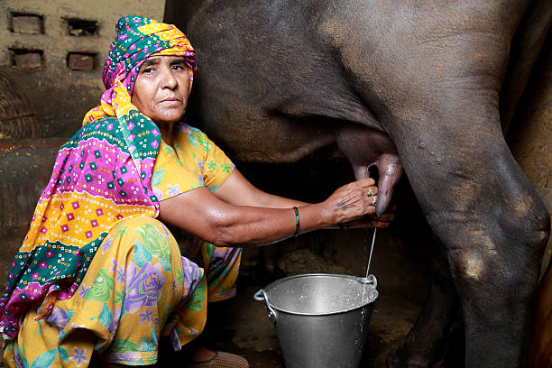 pandharpuri bhains milk