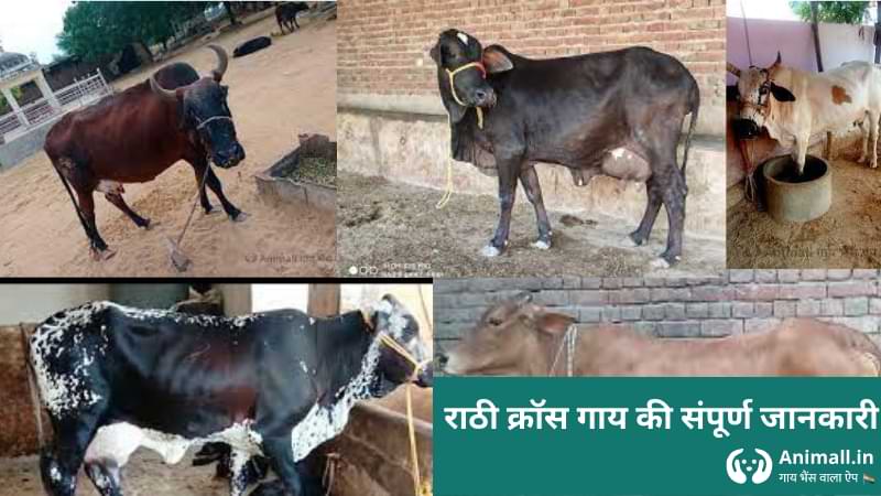 rathi cross cow