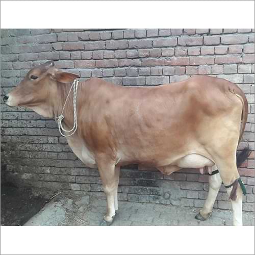 how to identify rathi cross cow