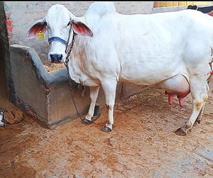 rathi cross cow breed