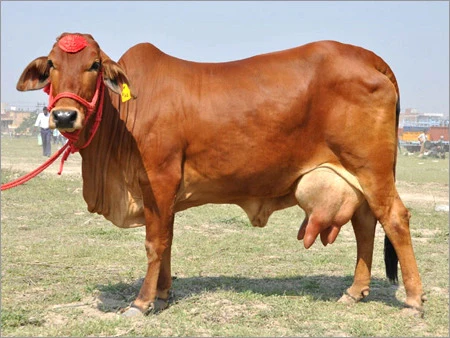 how to identify sahiwal cow