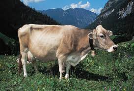 sanchori cow