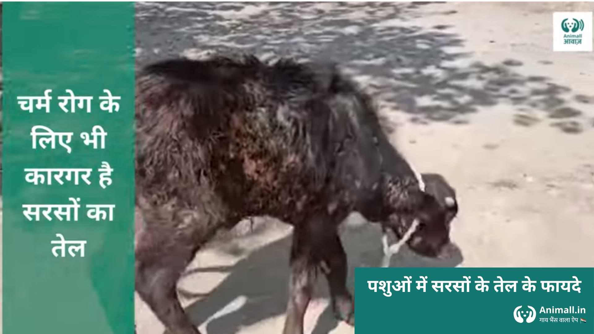 how to identify surti bhains