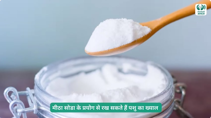 Benefits of Sweet Soda for Pashu