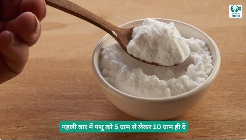 Benefits of Sweet Soda for Pashu