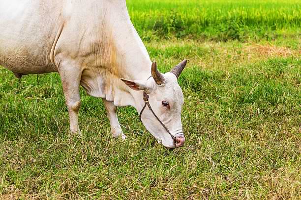 tharparkar cow breed