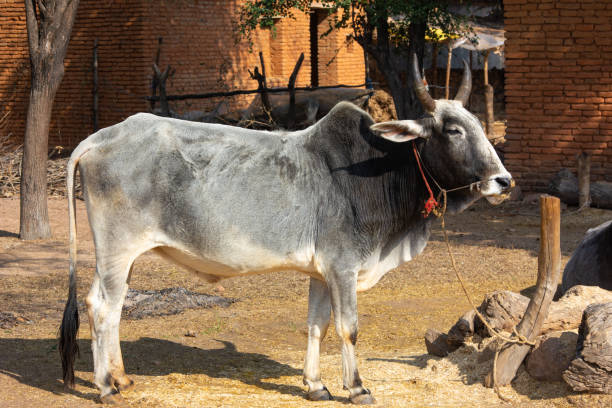 how to identify tharparkar cow