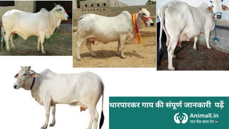 tharparkar cross cow